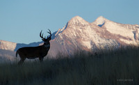 WTDR04120 - White-tail Deer