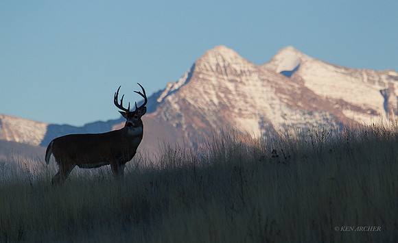 WTDR04120 - White-tail Deer