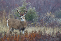 WTDR04373 - White-tail Deer
