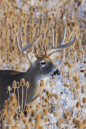 WTDR01693 - White-tail Deer