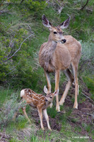 Mule Deer Doe with Fawn - MEDR00490