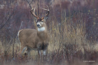 WTDR04645 - White-tail Deer