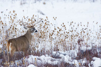 WTDR01859 - White-tail Deer