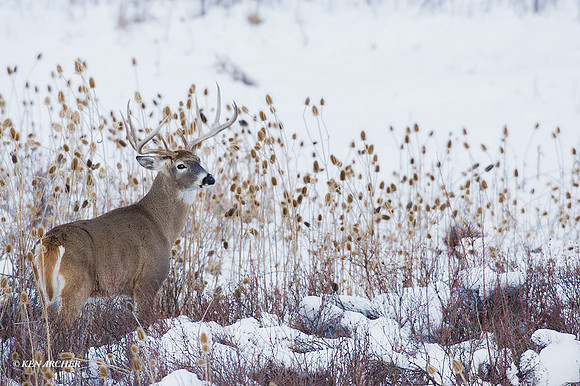 WTDR01859 - White-tail Deer