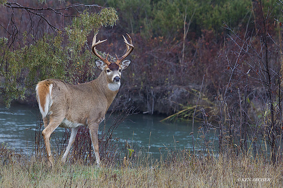 WTDR04397 - White-tail Deer