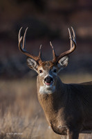 WTDR03253 - White-tail Deer