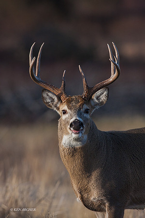 WTDR03253 - White-tail Deer