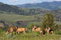 Mule-Deer Bucks, Velvet Antlers - MEDR00269