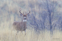 WTDR04516 - White-tail Deer