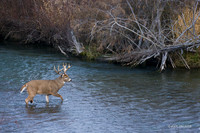 WTDR02311 - White-tail Deer
