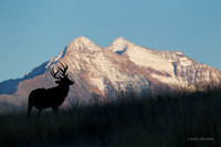 WTDR04138 - White-tail Deer