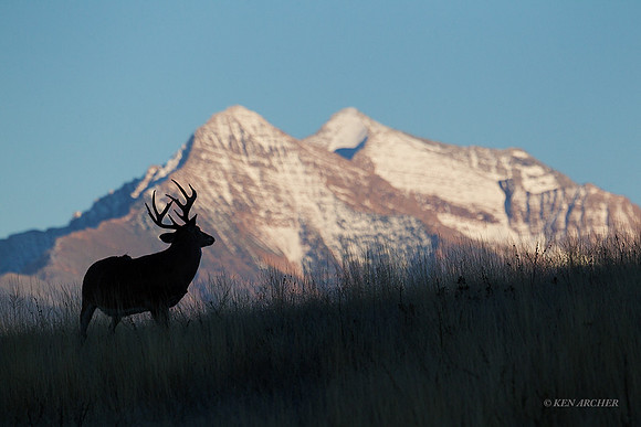 WTDR04138 - White-tail Deer