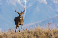WTDR03231 - White-tail Deer