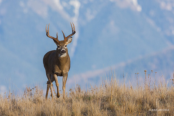 WTDR03231 - White-tail Deer