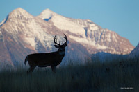 WTDR04097 - White-tail Deer