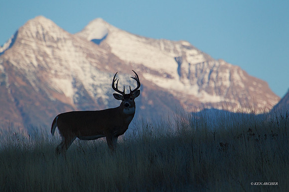 WTDR04097 - White-tail Deer