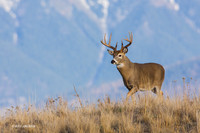 WTDR03227 - White-tail Deer