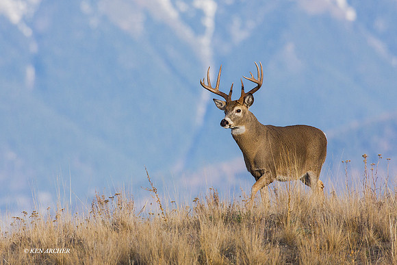 WTDR03227 - White-tail Deer