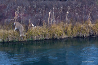 WTDR02375 - White-tail Deer