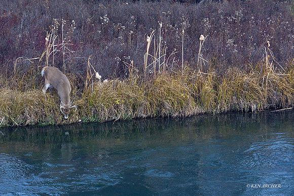 WTDR02375 - White-tail Deer