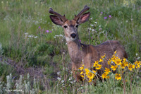 MEDR00532 Mule Deer