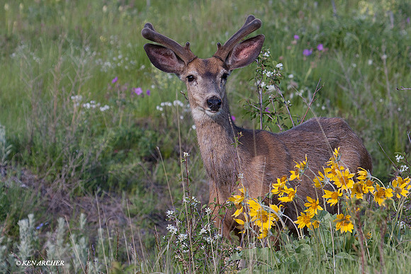 MEDR00532 Mule Deer