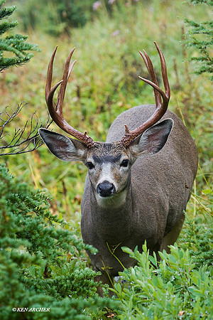 BTBK00541 Black-tail Deer