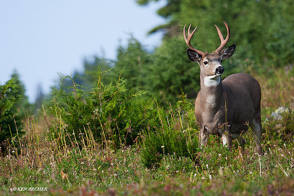BTBK00313 Black-tail Deer