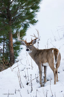 WTDR01823 - White-tail Deer