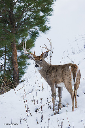 WTDR01823 - White-tail Deer