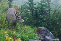 BTBK00580 Black-tail Deer
