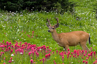 Black-tail-Deer Buck, Velvet Antlers - BTDR00228