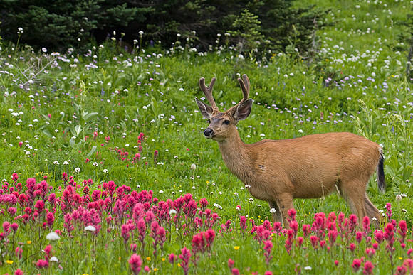 Black-tail-Deer Buck, Velvet Antlers - BTDR00228