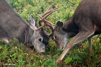 BTBK00628 Black-tail Deer