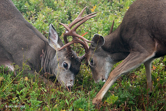 BTBK00628 Black-tail Deer