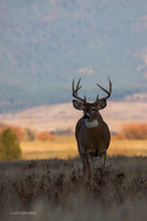 WTDR03747 - White-tail Deer