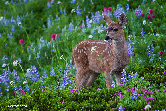 Black-tail Deer Fawn - BTDR00300