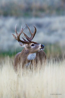 WTDR03878_White-tail Deer