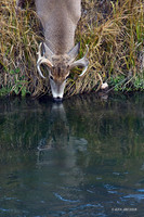 WTDR02381 - White-tail Deer