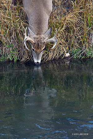WTDR02381 - White-tail Deer