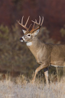 WTDR03242 - White-tail Deer