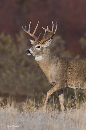 WTDR03242 - White-tail Deer
