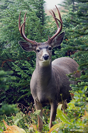 BTBK00456 Black-tail Deer