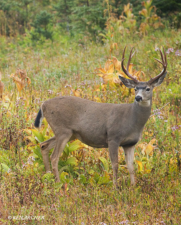 BTBK00413 Black-tail Deer