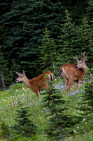 BTDR00270-Black-tail-Deer