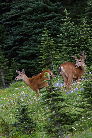 BTDR00270-Black-tail-Deer