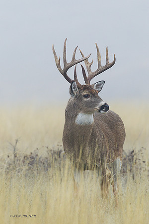 WTDR04268 - White-tail Deer
