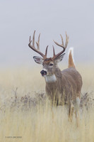 WTDR04257 - White-tail Deer