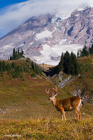 Mount Rainier, Black-tail Deer Buck - BTBK00257