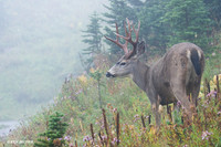 BTBK00527 Black-tail Deer